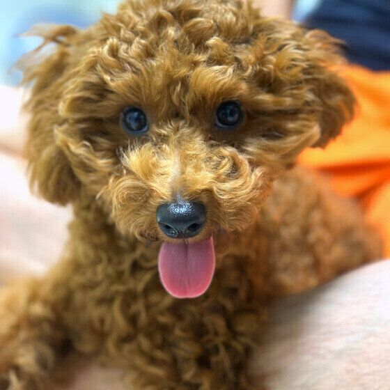 笑顔が可愛いトイ・プードル