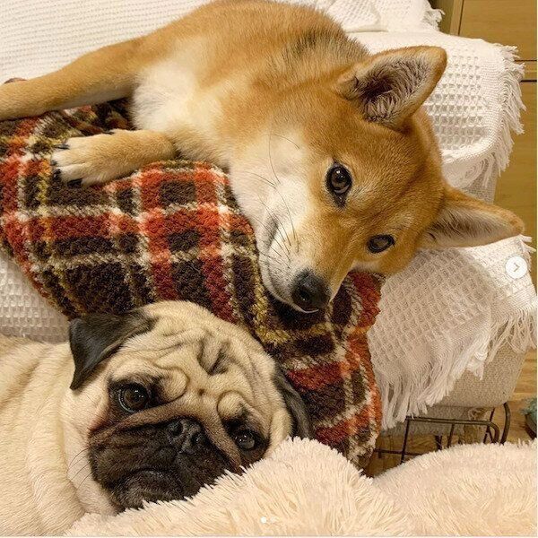 見つめるアキちゃんとラルくん