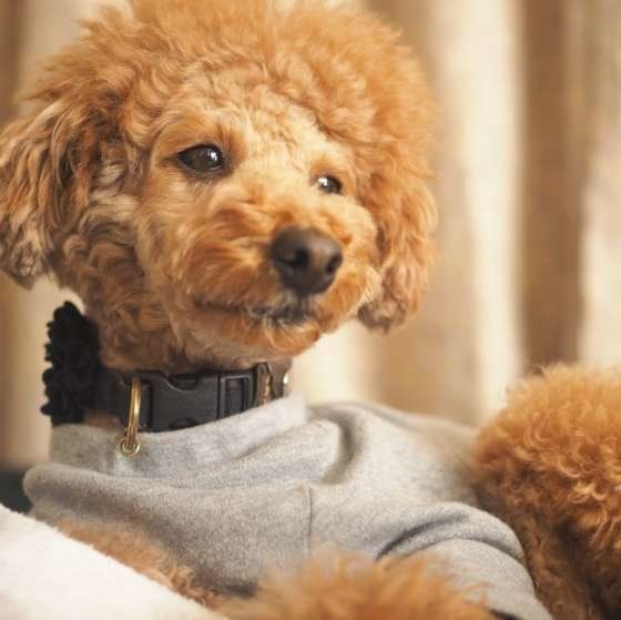 洋服を着るトイ・プードル