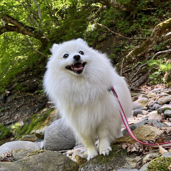日本スピッツのまよちゃん♪