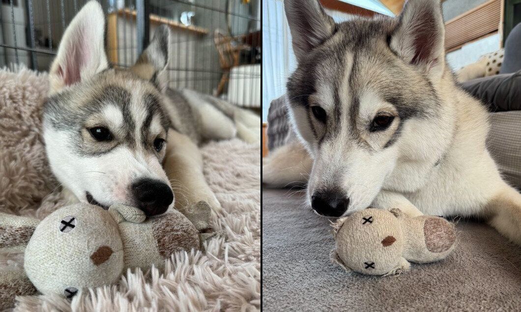 うさぎさんが大好きなサムくん