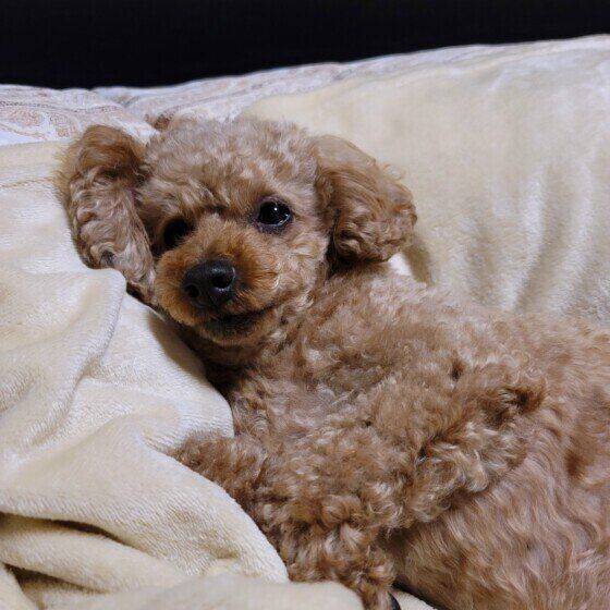 トイ・プードルのあつしくん