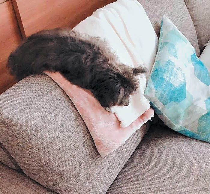 ソファの背もたれで寝るミックスのぽー助くん