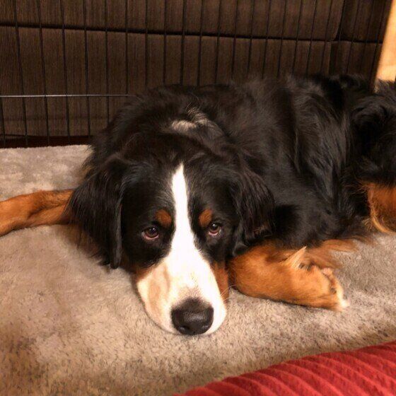 バーニーズ・マウンテン・ドッグ