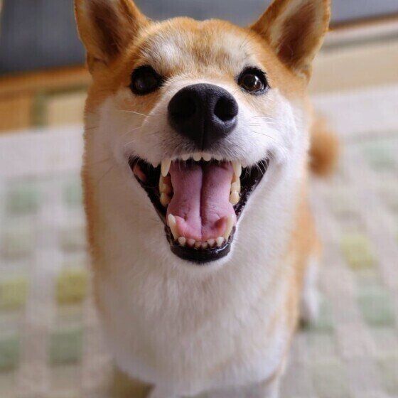 ふくちゃん（柴）