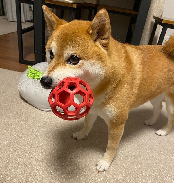 おもちゃを持ってくるひるねちゃん