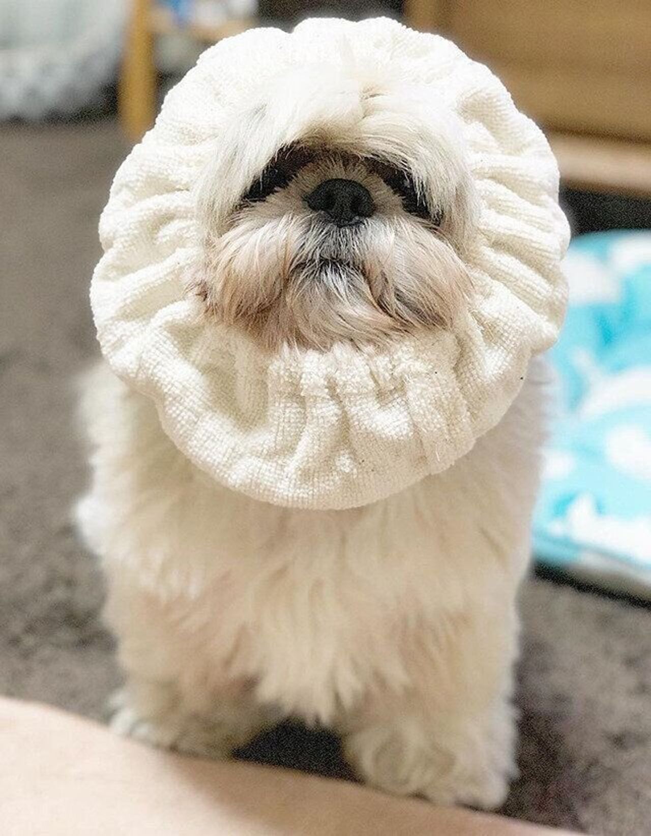 出た 犬スキップ 連載 シーズー犬のてんぽ 第54回 いぬのきもちweb Magazine 出た 犬スキップ 連載 シーズー犬のてんぽ 第54回 いぬのきもちweb Magazine