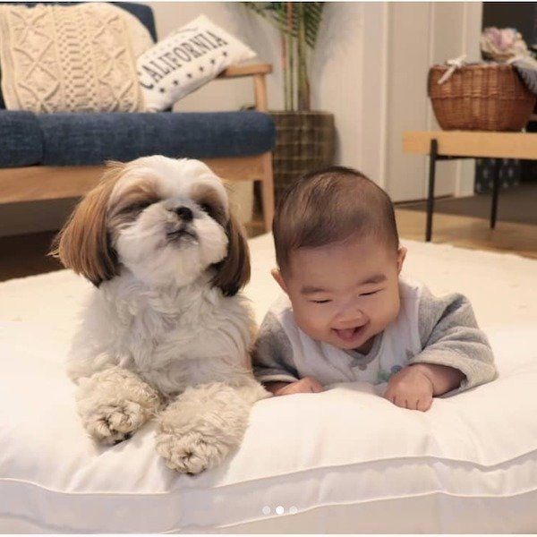 シー・ズーの小梅ちゃんと妹ももちゃんの日常