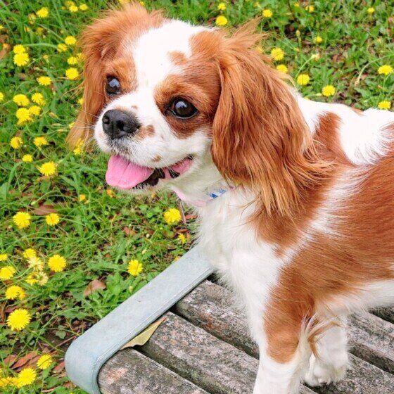 ＃スマイルドッグ　キャバリア・キング・チャールズ・スパニエルのめるもくん