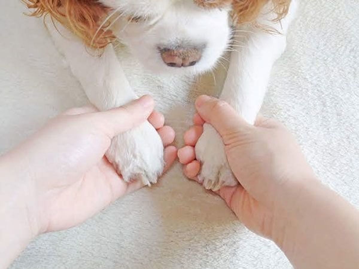 いざというときのために覚えておきたい 犬が 亡くなる前に見せる変化 いぬのきもちweb Magazine いざというときのために覚えておきたい 犬が 亡くなる前に見せる変化 いぬのきもちweb Magazine