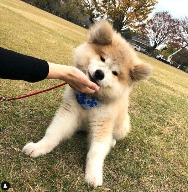 子犬時代のボブくん