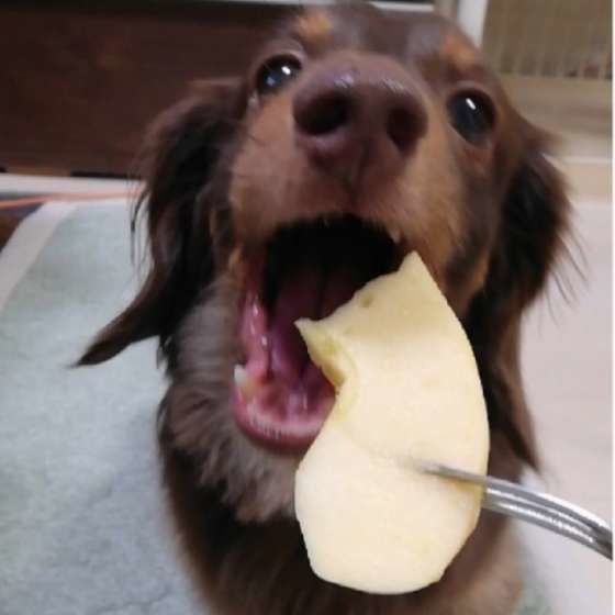 りんご大好き！