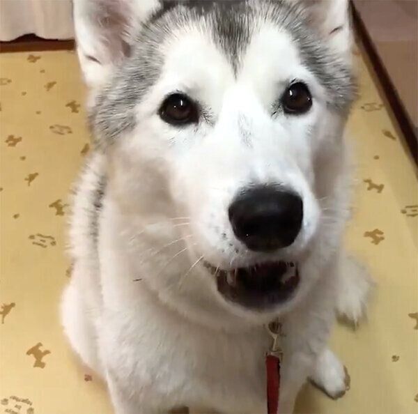 「オヤツ」を言う練習をしているぷくちゃん