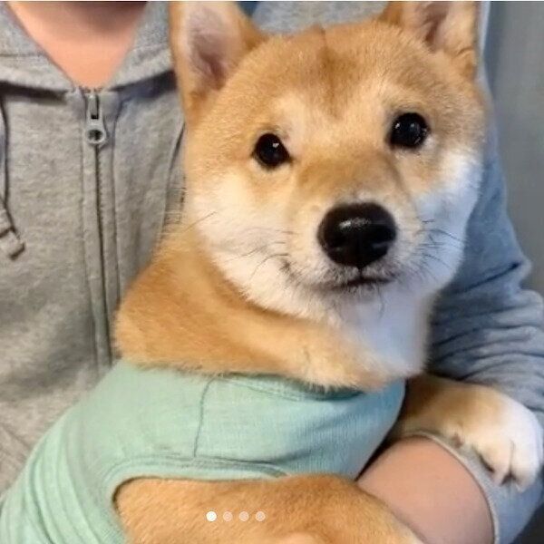 パパにかまって攻撃をするうにくん