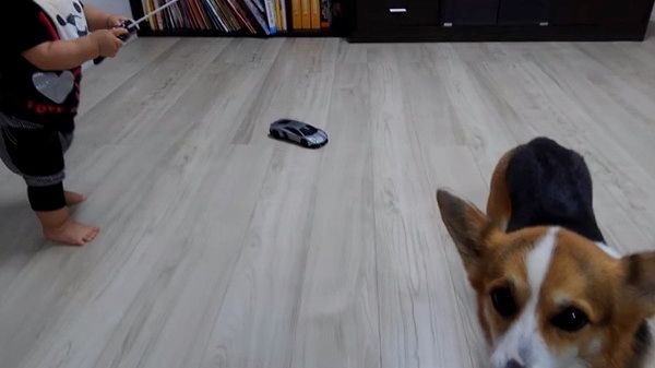 ラジコンを襲撃するコーギー