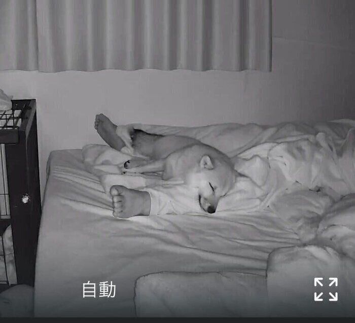 飼い主さんの夫の足を枕にするつくしちゃん
