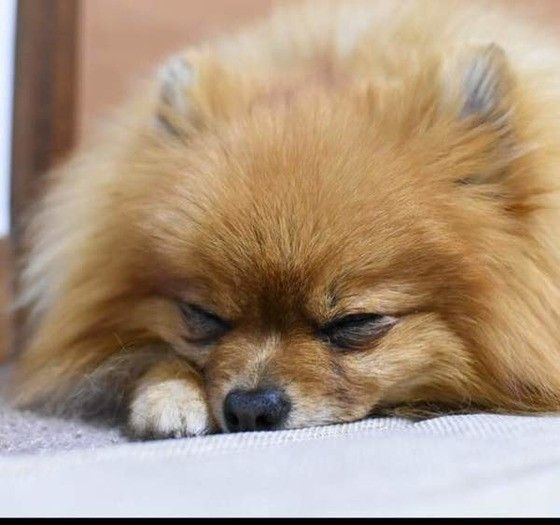 茶色のポメラニアン