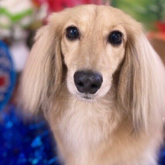 ミニチュア・ダックスフンドのマリンちゃん