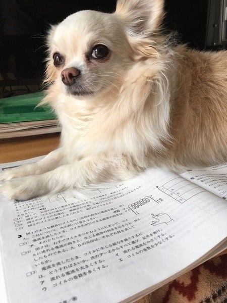 勉強の邪魔をしてノートの座るチワワ
