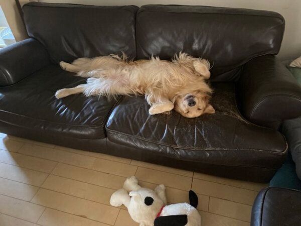 ヘソ天するまるくん