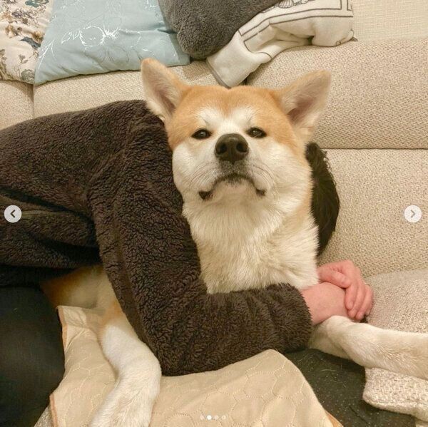 飼い主さんを癒す大吉くん