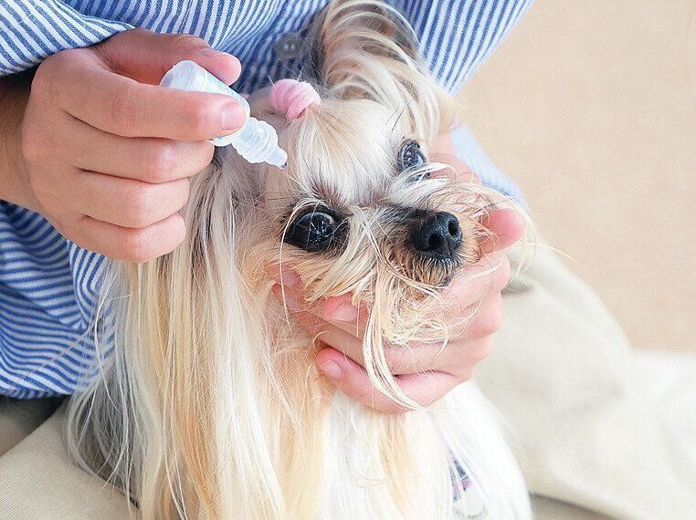 点眼されるヨークシャー・テリア