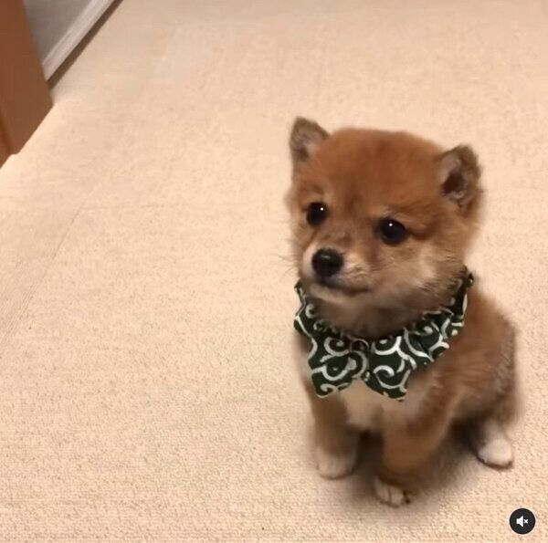 「マテ」を練習中のコロちゃん