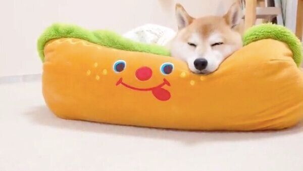 「ホットドッグ」型のベッドで眠るチャーミーちゃん