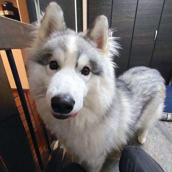 見つめるアポロくん