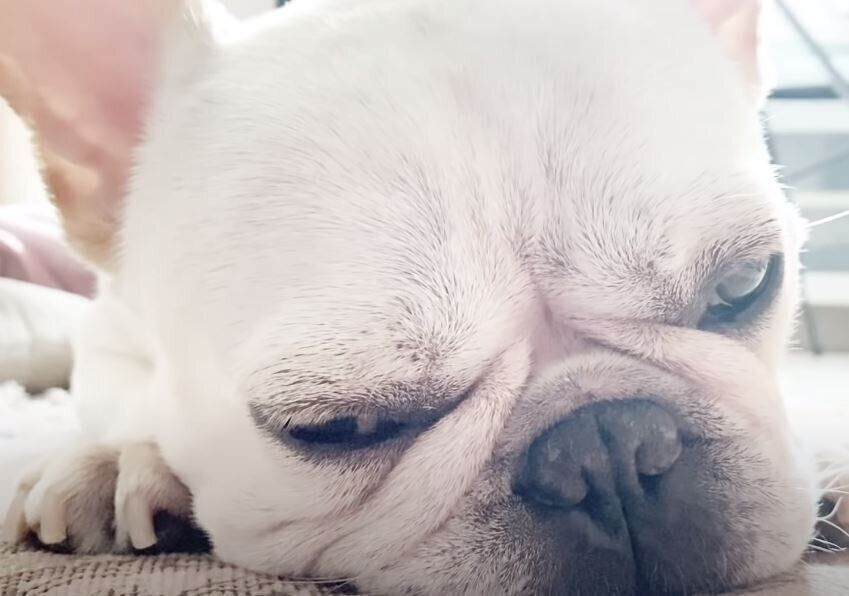 眠いフレンチブルドッグ