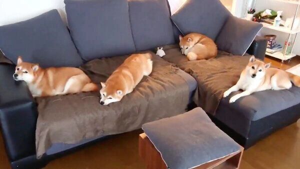 ソファを占拠する柴犬一家