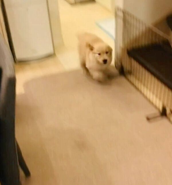 寝る時間なのに遊びたくなってしまったコメちゃん