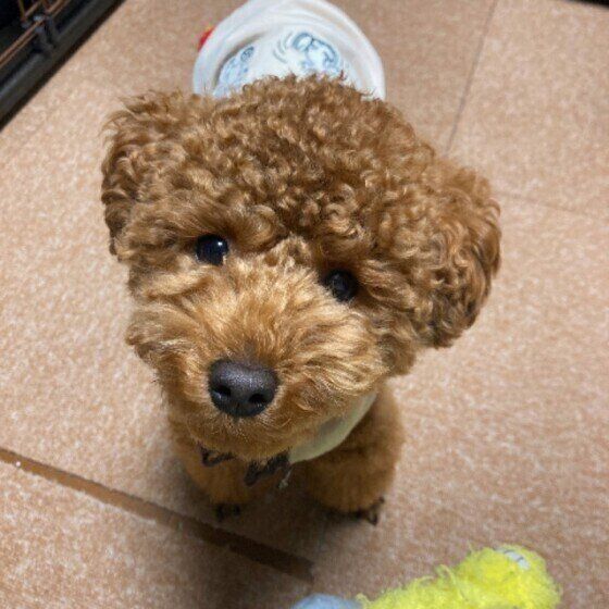 見つめるトイ・プードル