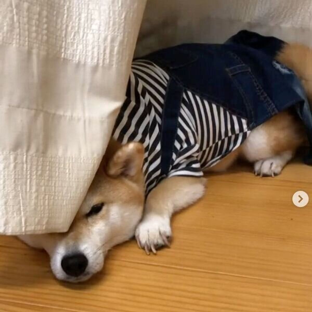 カーテンの隙間で拗ねる柴犬 その理由が可愛すぎてクスッとしちゃう いぬのきもちweb Magazine カーテンの隙間で拗ねる柴犬 その理由が可愛すぎてクスッとしちゃう いぬのきもちweb Magazine