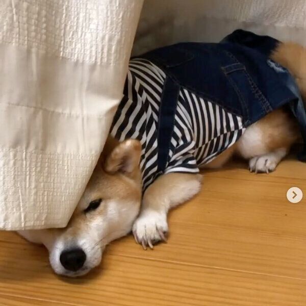 カーテンに隠れるラテくん