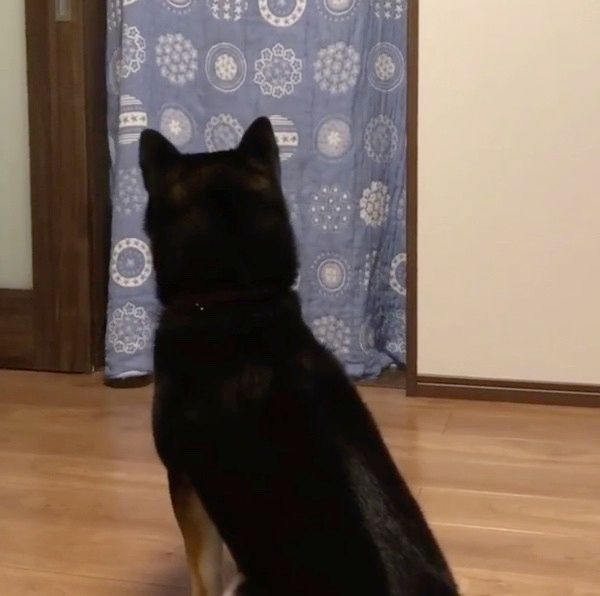 ドッキリを仕掛けられる柴犬
