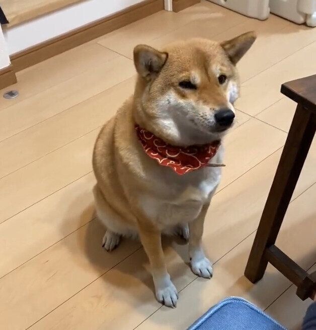 見つめるはるちゃん