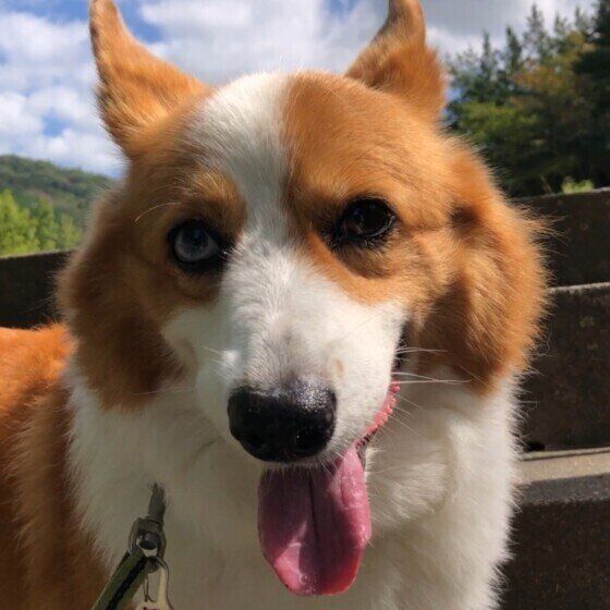 笑顔のウェルシュ・コーギー・ペンブローク