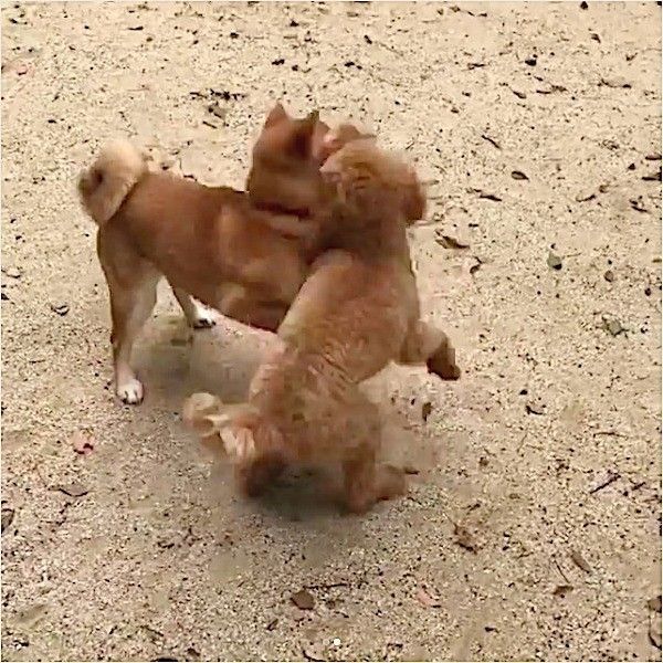 嬉しさが止まらないワンコ