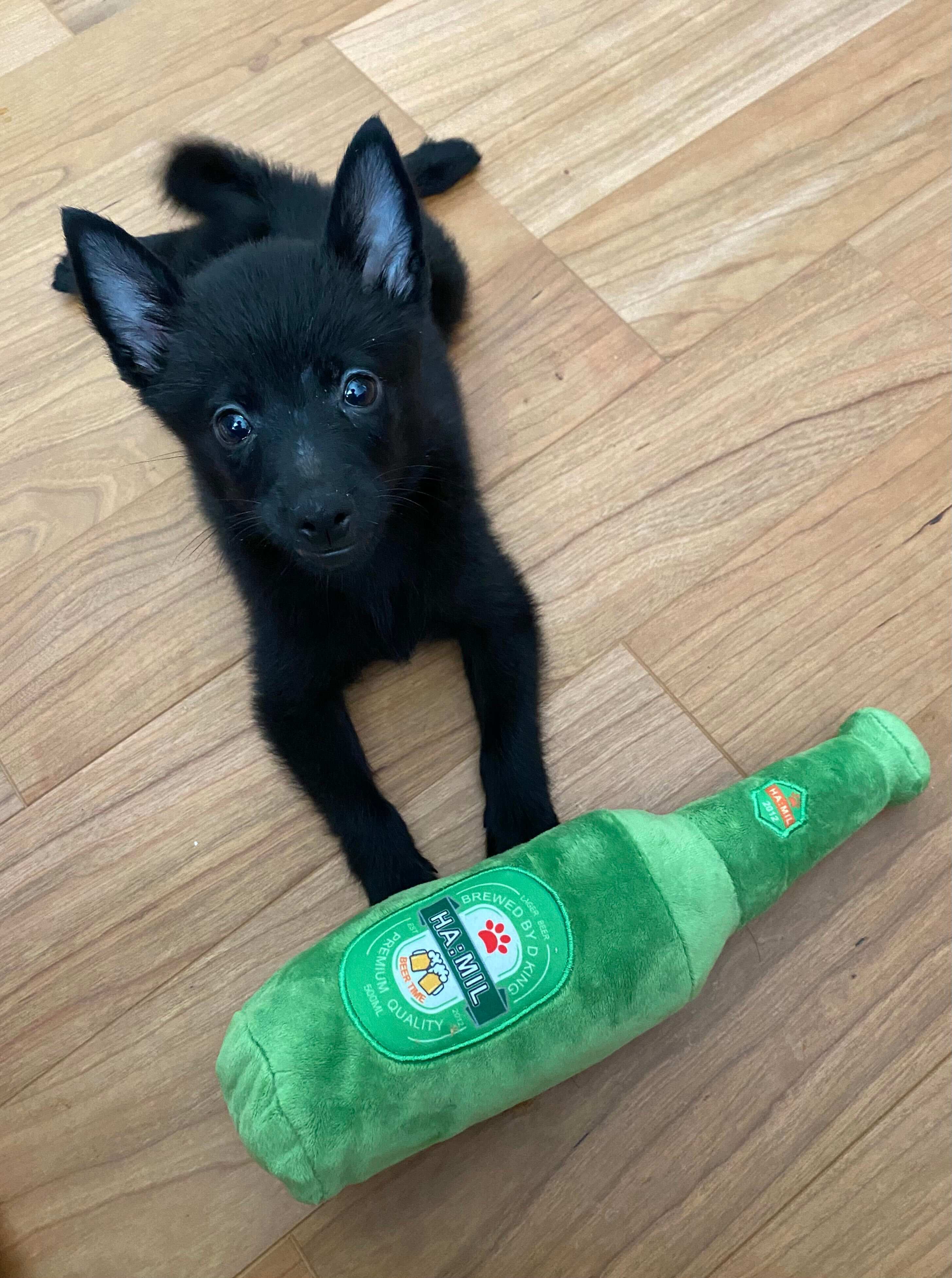 生後2カ月頃のスキッパーキ