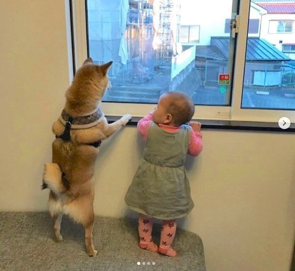 外を眺める柴犬と妹ちゃん