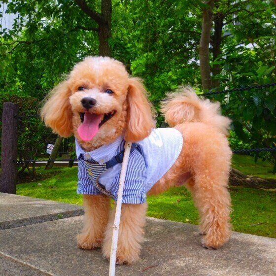 トイ・プードルのハービーくん