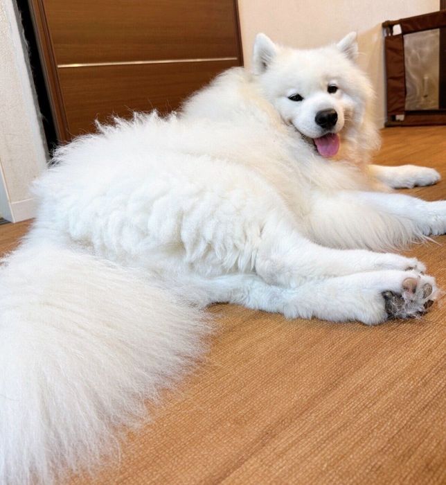 寝転がるサニーくん
