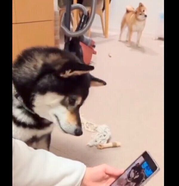 首をかしげるふうちゃん、りんくん