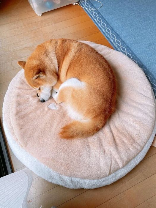 柴ドラの上で眠るさすけくん