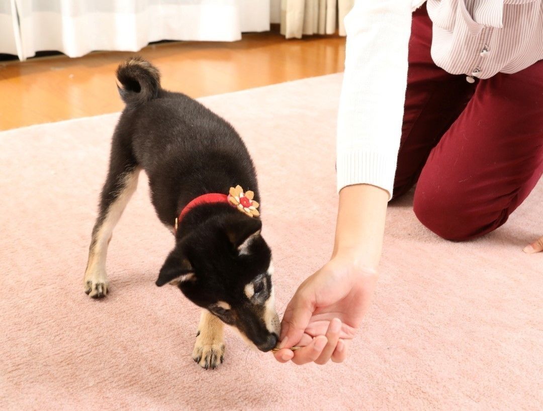 吠える飛びつく 愛犬の興奮を落ち着かせるための3つのテクニック いぬのきもちweb Magazine