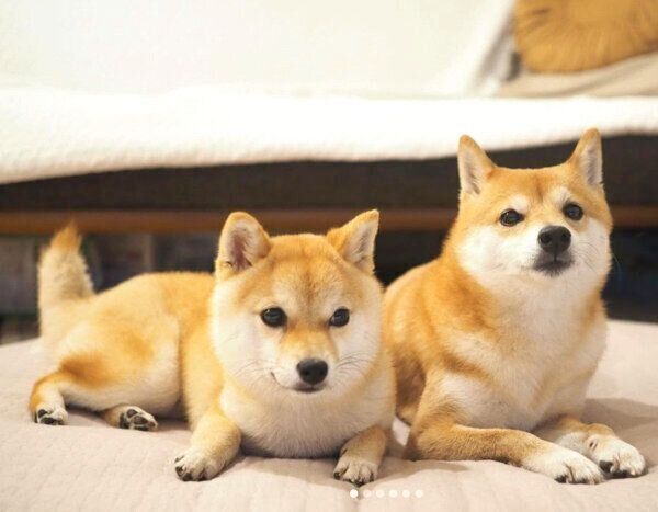 くつろぐにこちゃん、たまちゃん
