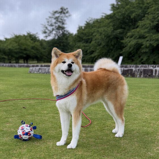 笑顔の秋田犬