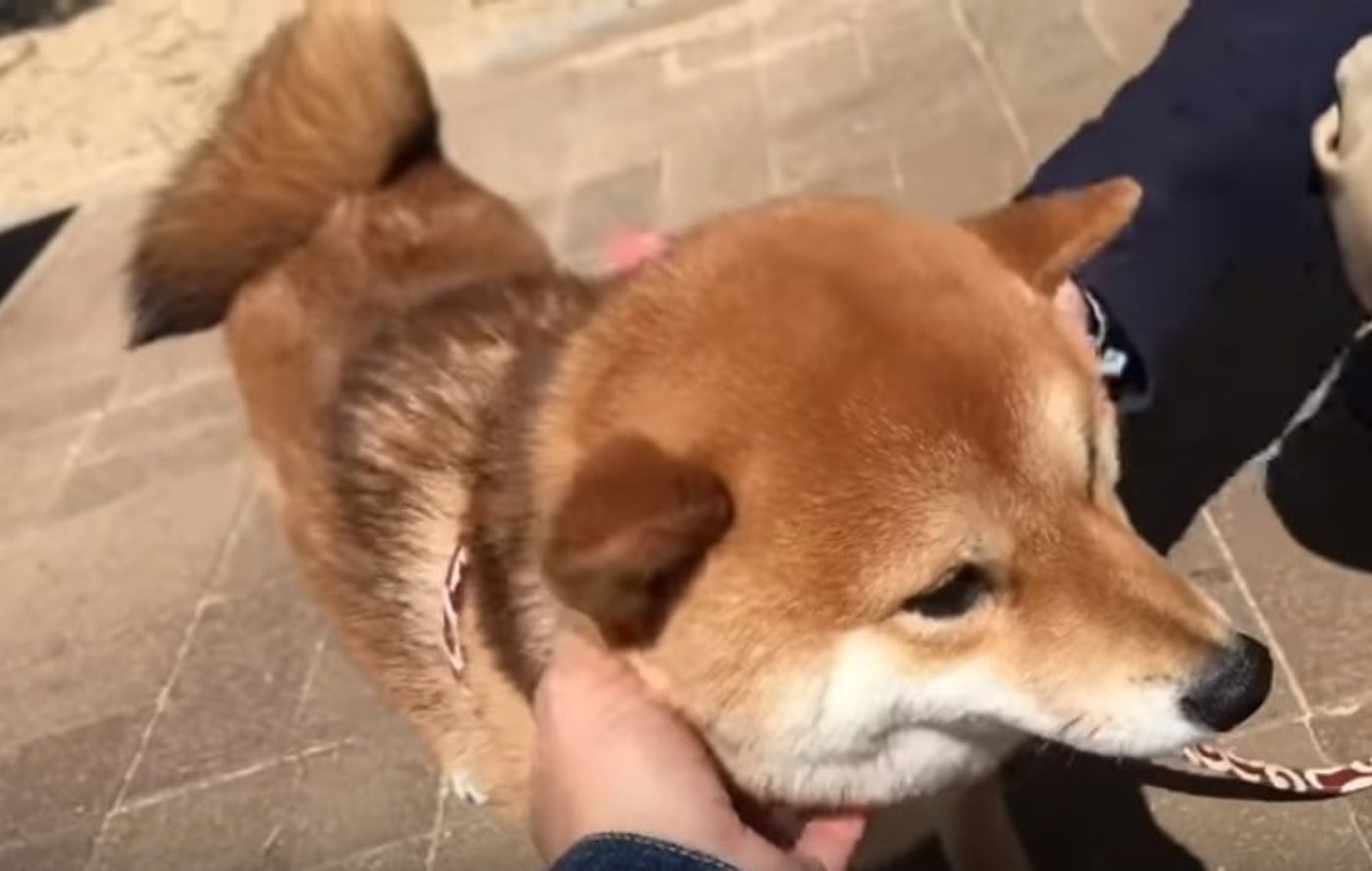 ぶるるるる 見事な 柴ドリル を披露してくれる豆柴むぎちゃん いぬのきもちweb Magazine ぶるるるる 見事な 柴ドリル を披露してくれる豆柴むぎちゃん いぬのきもちweb Magazine