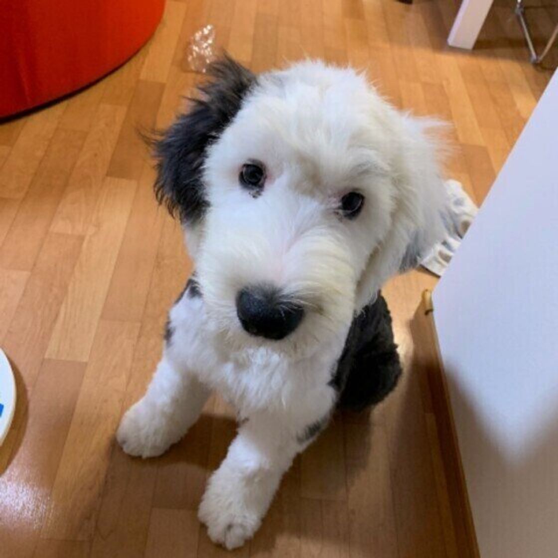 もふもふの大型犬 かわいい画像をまとめてお届け 犬種の特徴も解説 いぬのきもちweb Magazine もふもふの大型犬 かわいい画像をまとめてお届け 犬種の特徴も解説 いぬのきもちweb Magazine